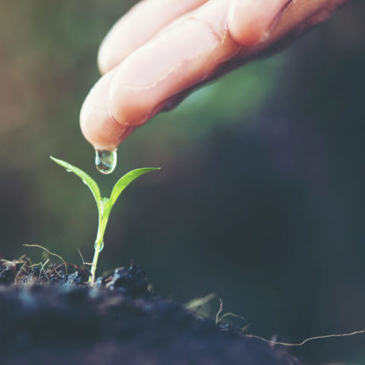 close up woman hand watering a green young plant